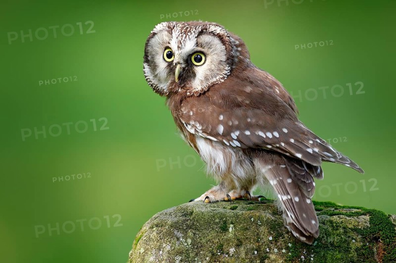 Boreal owl, Aegolius funereus, sitting on larch stone with clear green forest background. Forest bird in the nature habitat. Small bird with clear green background. Owl from Poland