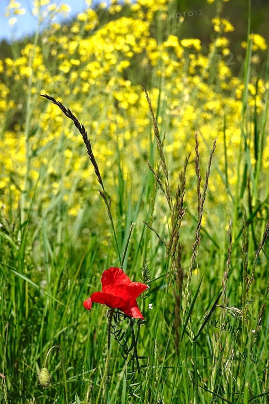 Poppy flower in front of rape field, May, Germany