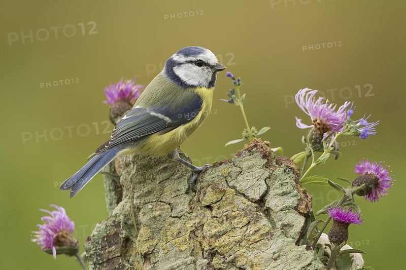 Eurasian Blue Tit (Cyanistes caeruleus), Rhineland-Palatinate, Germany