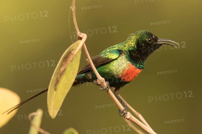 Beautiful Sunbird (Cinnyris pulchellus) male, Gambia