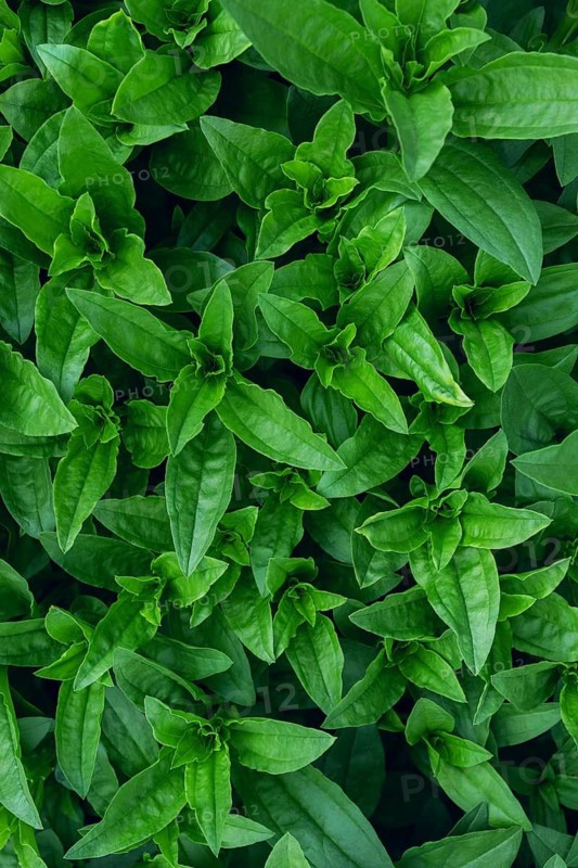 Vibrant and fresh Wild privet leaves densely cover the frame, showcasing a texture of glowing green foliage perfect for nature-themed designs