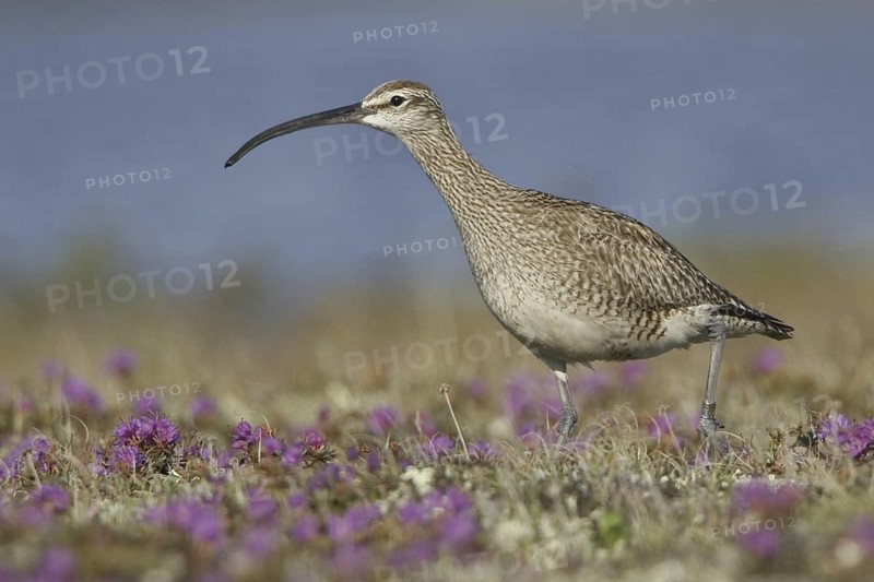 Whimbrel (Numenius phaeopus), Manitoba, Canada