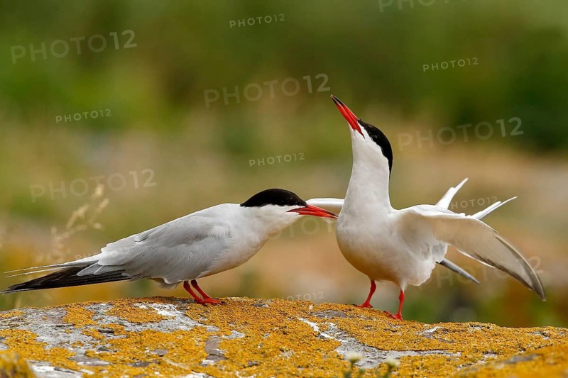 Common Tern (Sterna hirundo) pair, Farne Islands, United Kingdom