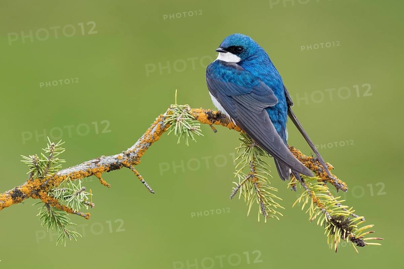 Tree Swallow (Tachycineta bicolor) perched on a conifer branch, British Columbia, Canada
