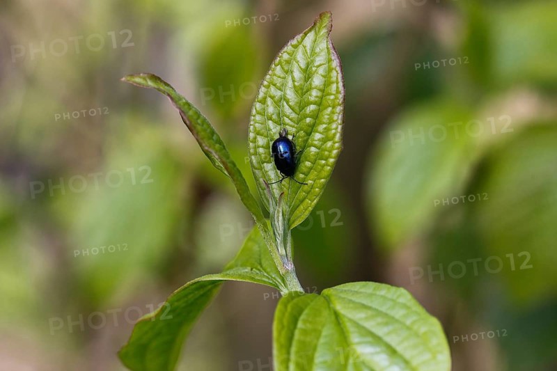 Agelastica alni (Agelastica alni), on leaf, North Rhine-Westphalia, Germany