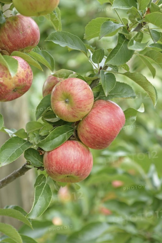 Columnar apple (Malus domestica 'Sonate'), Bundessortenamt Prüfstelle Wurzen, Wurzen, Saxony, Germany