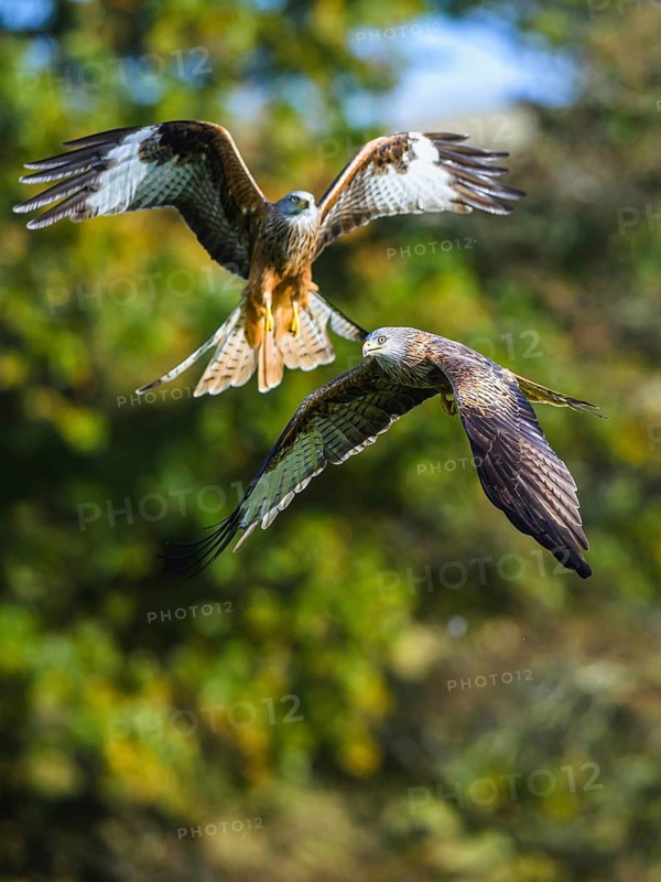 Red Kite, Milvus milvus, bird in flight