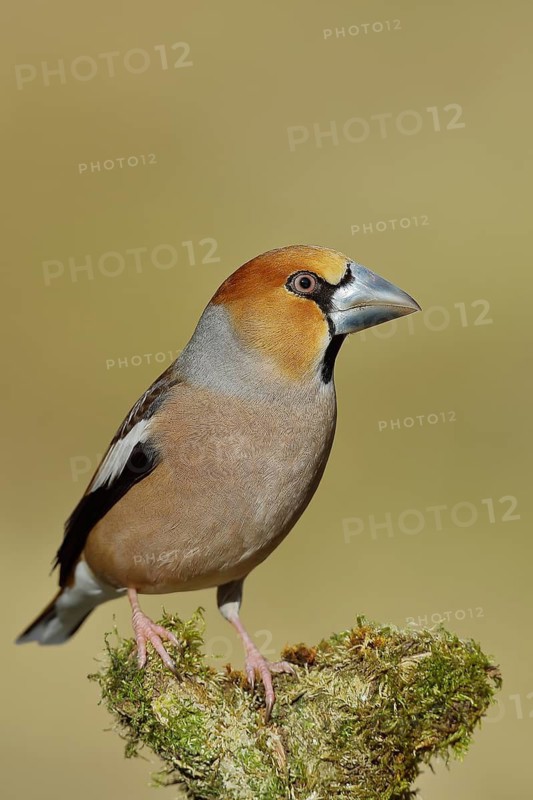 Hawfinch (Coccothraustes coccothraustes), male with pearly bill, sitting on a branch overgrown with moss, North Rhine-Westphalia, Germany