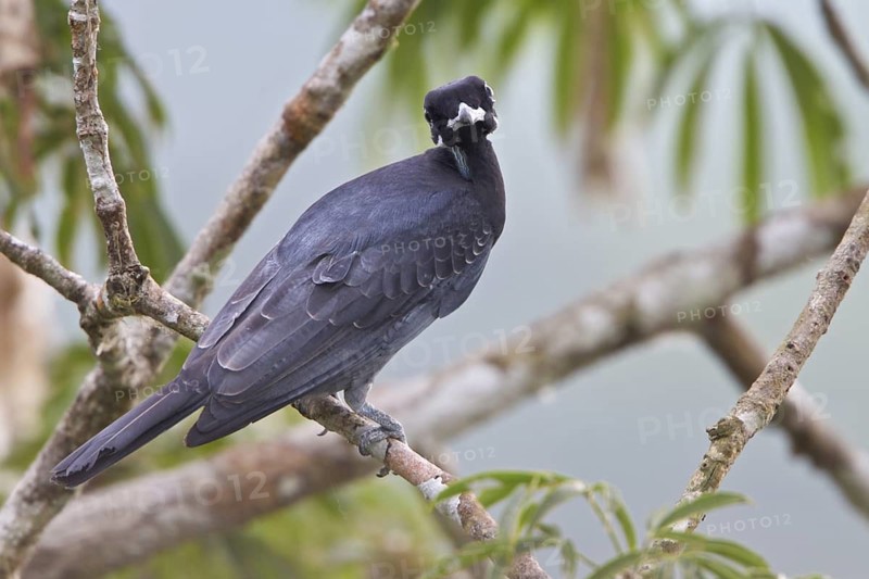 Bare-necked Fruitcrow (Gymnoderus foetidus) perched on a branch in Ecuador, South America