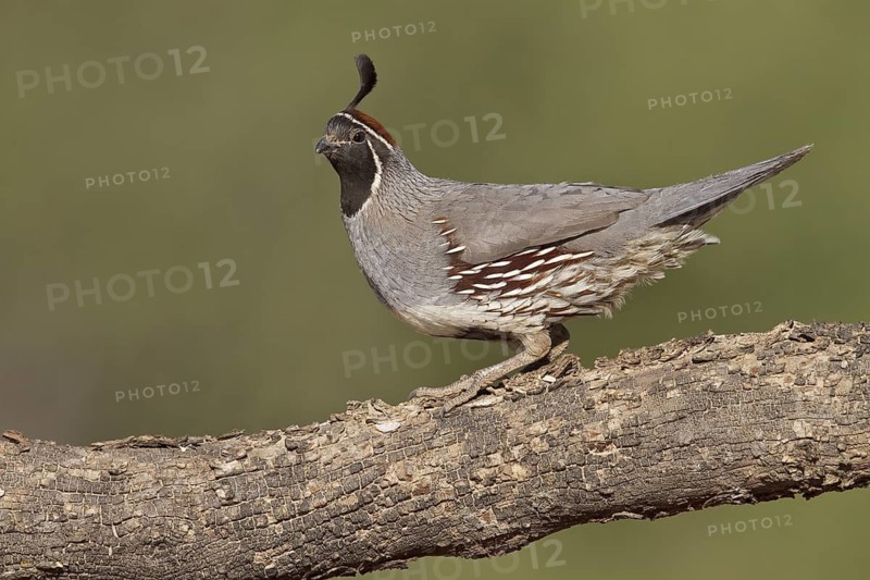 Gambel's Quail (Callipepla gambelii) perched on a branch in southern Arizona, USA