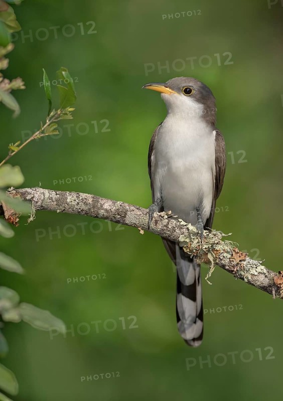 Yellow-billed Cuckoo (Coccyzus americanus) perched on a branch, Texas, USA