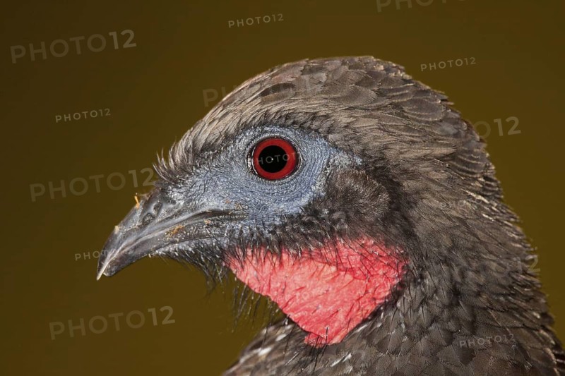 Crested Guan Penelope purpurascens Las Cruces OTS Station, San Vito, Costa Rica 3 November Adult Cracidae