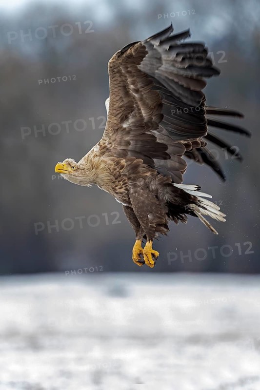 White-tailed Eagle (Haliaeetus albicilla) flying, Poland