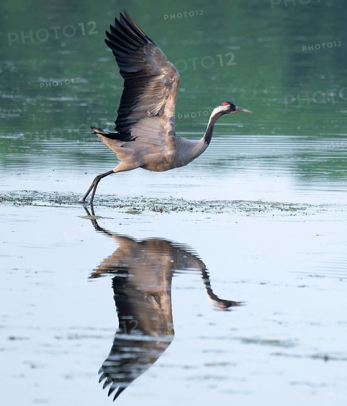 Crane (Grus grus) taking off to fly over a lake, reflection in the water, Lower Saxony, Germany
