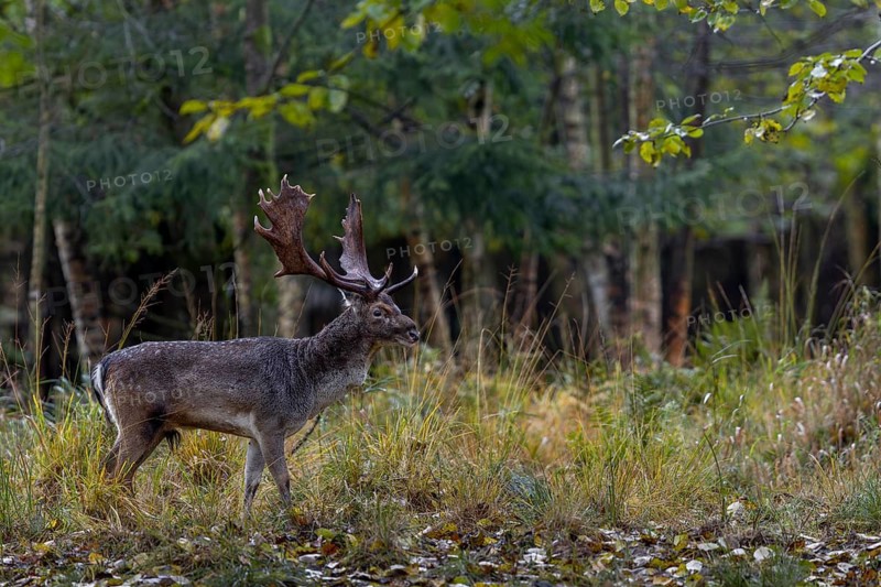 A fallow deer (Dama dama) in autumnal ambience, rut, mating season, deer rut, autumn, October, Germany