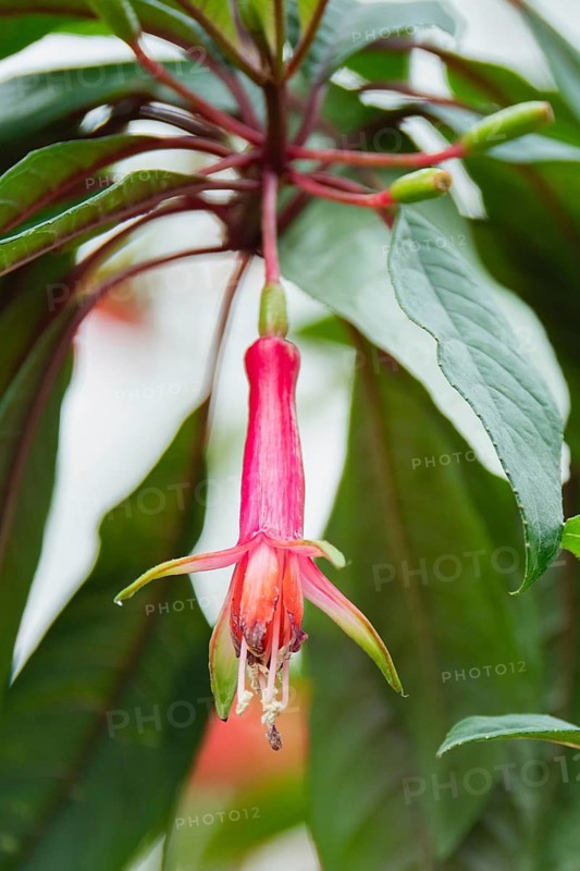 A detailed close-up of a vibrant Fuchsia magellanica flower with striking red and pink hues set against lush green leaves. Perfect for nature and gardening themes