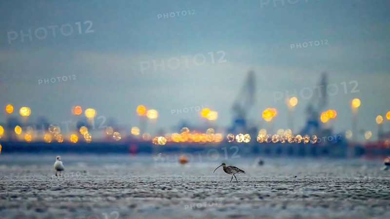 A Eurasian curlew (Numenius arquata) looking for food in the mudflats at low tide in front of the container bridges of the Jade -Weser port with blurred harbour lights at night, with bokeh effect, Eckwarderhörne, Jade Bay, Lower Saxony, Germany