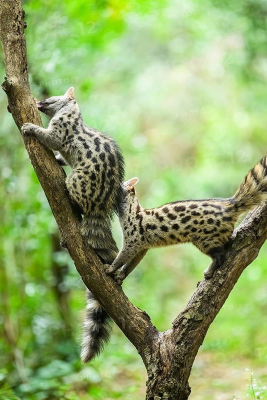 Common genet (Genetta genetta), climbing on a tree wildlife in a forest, Montseny National Park, Catalonia, Spain