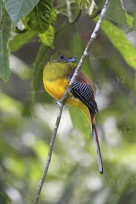 Orange-breasted Trogon (Harpactes oreskios), Malaysia