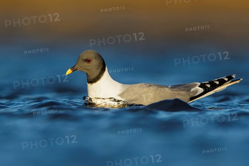 Sabine's Gull (Xema sabini) feeding along a river in Nome, Alaska