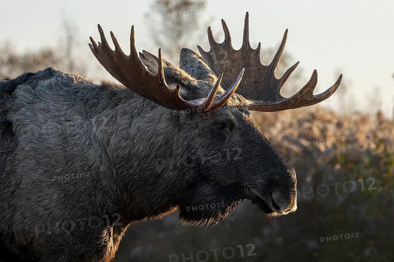 Portrait of a bull moose (Alces alces), October, Denmark