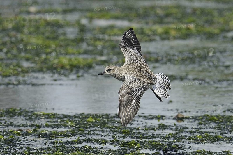 Grey Plover (Pluvialis squatarola) flying, Malindi, Kenya