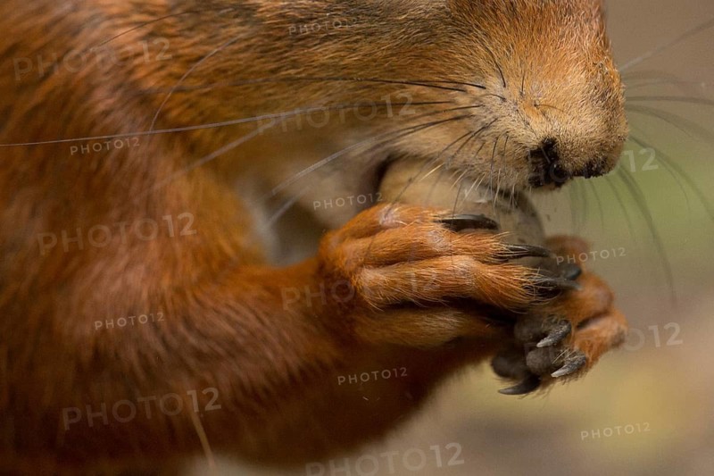 Eurasian Red Squirrel (Sciurus vulgaris) nibbling on hazelnut, Netherlands