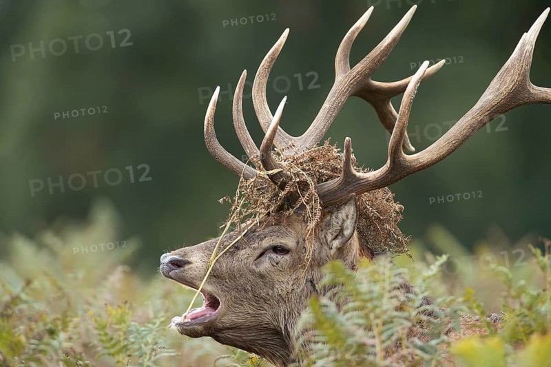 Red deer (Cervus elaphus) adult male stag animal roaring during the rut in autumn, England, United Kingdom