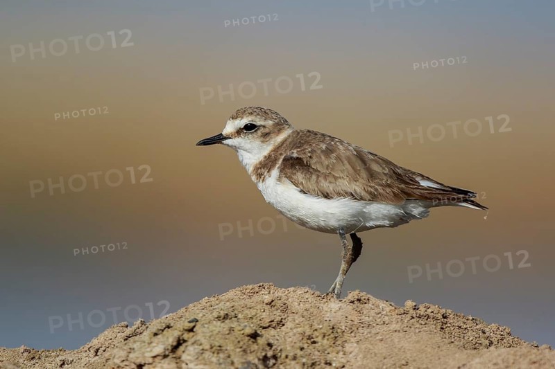 Kentish Plover (Charadrius alexandrinus), Greece