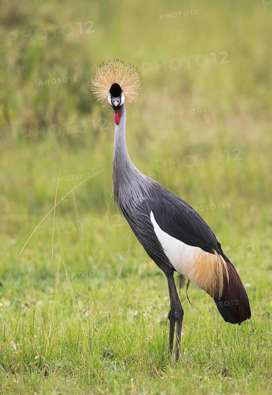 Grey Crowned Crane (Balearica regulorum), Uganda