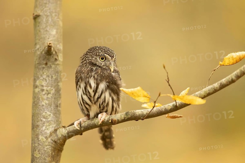 Eurasian Pygmy Owl (Glaucidium passerinum) captive, Baden-Wuerttemberg, Germany