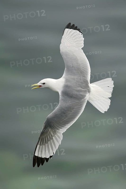 Black-legged Kittiwake (Rissa tridactyla) flying, Alaska, USA