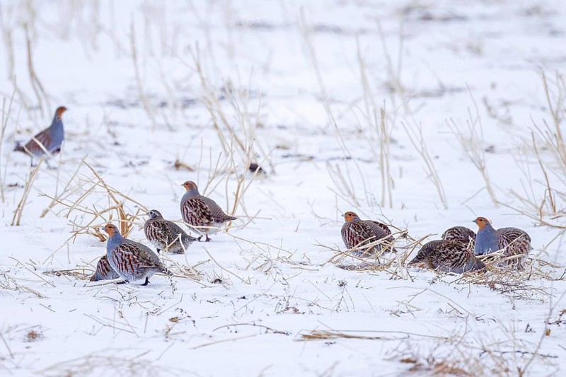 Covey of grey partridges, English partridges, huns (Perdix perdix), partridge group foraging on snow covered farmland, agricultural field in winter