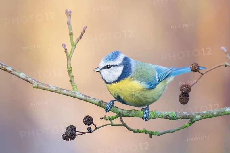 Eurasian Blue Tit (Cyanistes caeruleus) perched on a branch, Lower Saxony, Germany