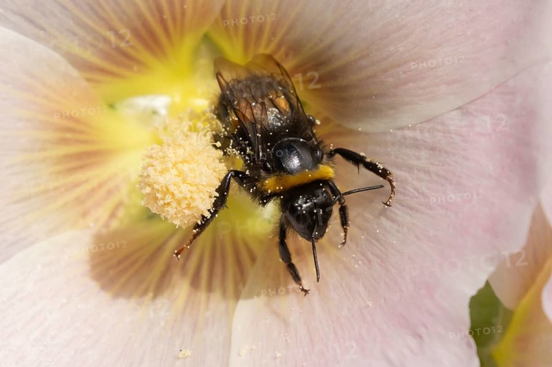 Buff tailed bumblebee (Bombus terrestris) adult bee insect feeding on a garden Hollyhock flower in summer, Suffolk, England, United Kingdom