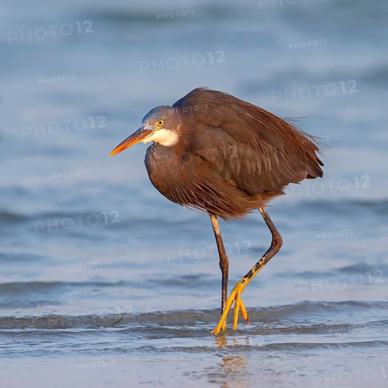Heron, (Egretta gularis), heron, animals, birds, biotope, habitat, foraging Salalah, Raysut, Dhofar, Oman