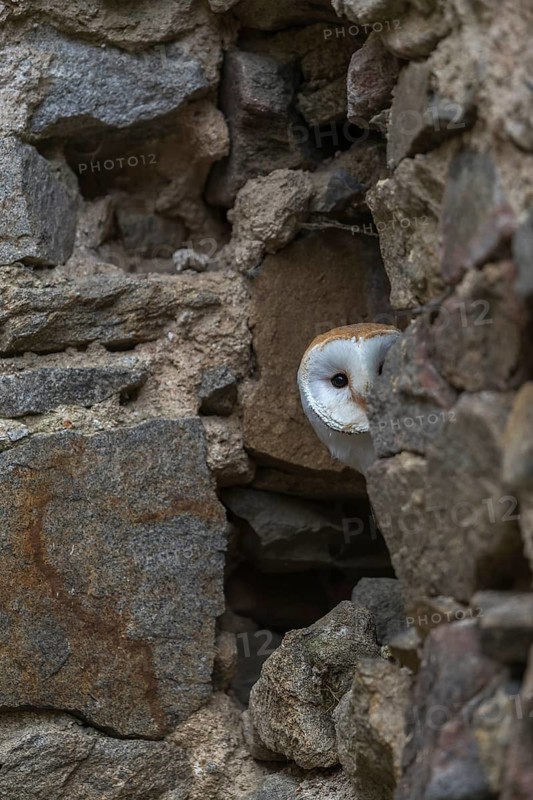 One barn owl (Tyto alba) sitting in a hole in a wall of a ruin of a monastery