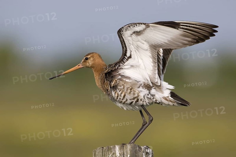 Black-tailed Godwit (Limosa limosa), Texel, Netherlands