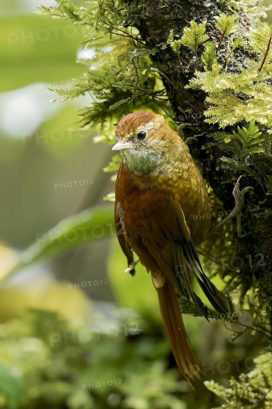 Ruddy Treerunner (Margarornis rubiginosus) perched on a branch in Panama