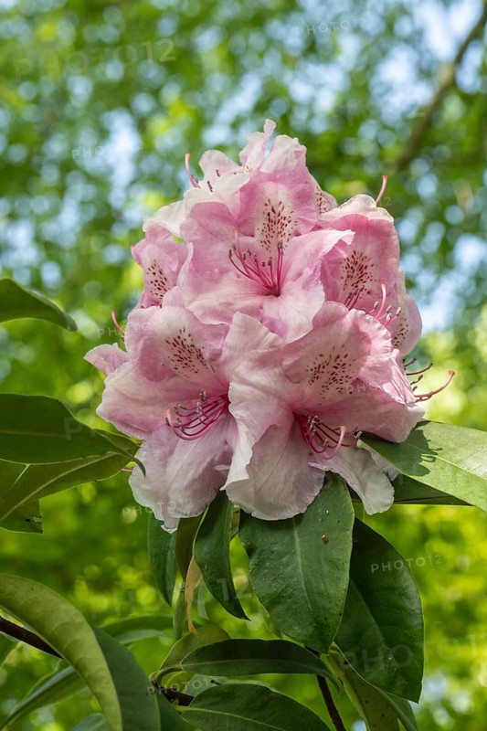 Rhododendron blossom (Rhododendron Pink Pearl), Emsland, Lower Saxony, Germany