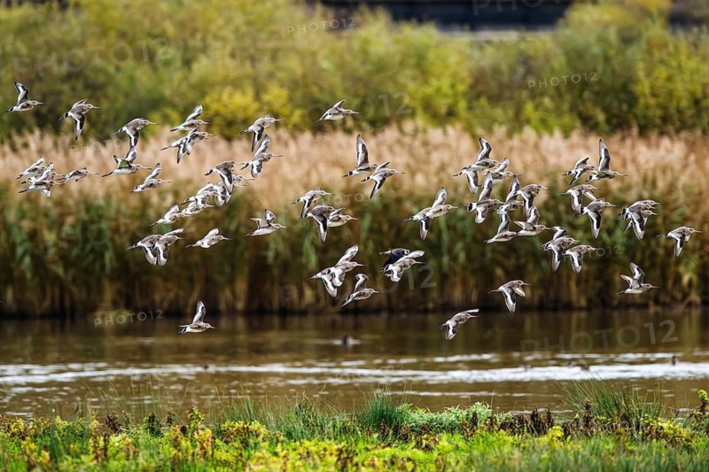 Black-tailed Godwits, Limosa limosa, birds in flight over marshes, Devon, England, United Kingdom
