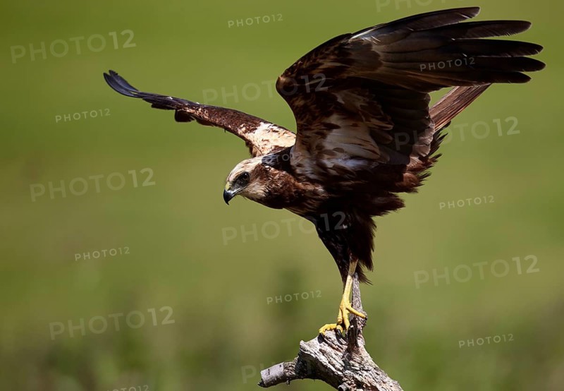 Western Marsh Harrier (Circus aeruginosus) female, Mecklenburg-Western Pomerania, Germany