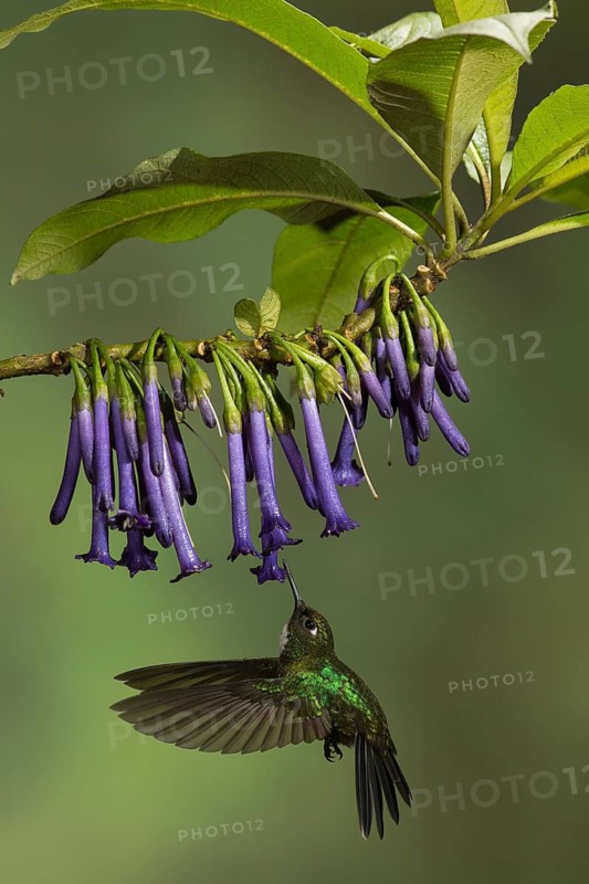 Tourlamine Sunangel (Heliangelus exortis) flying while feeding at a flower in Ecuador