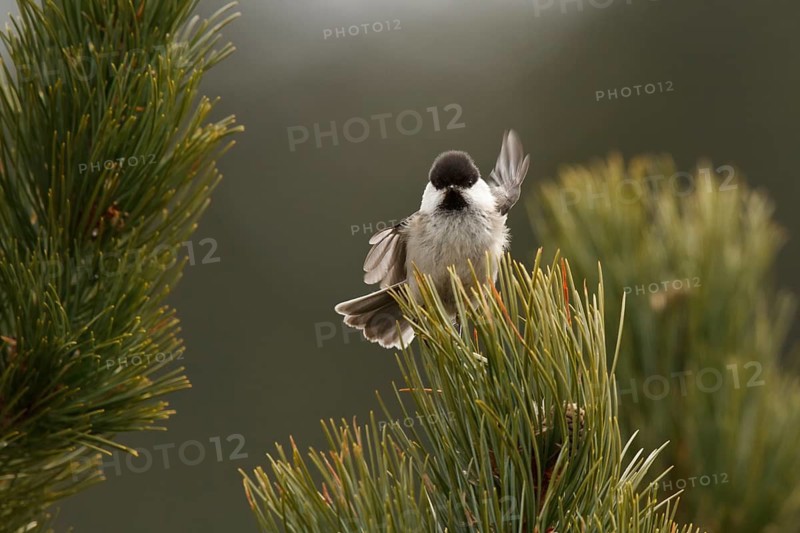 Willow Tit (Poecile montanus), Tyrol, Austria