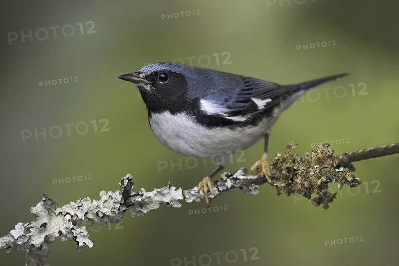 Black-throated Blue Warbler (Setophaga caerulescens) male, British Columbia, Canada
