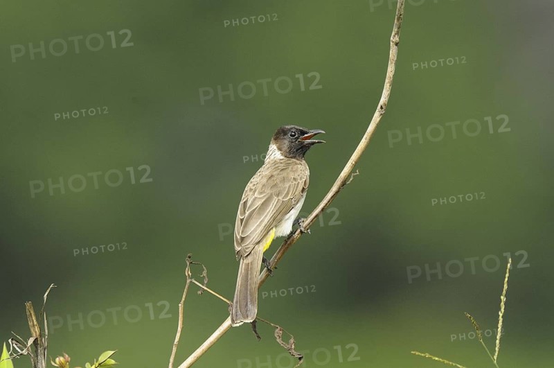 Common Bulbul (Pycnonotus barbatus) singing, Malindi, Kenya