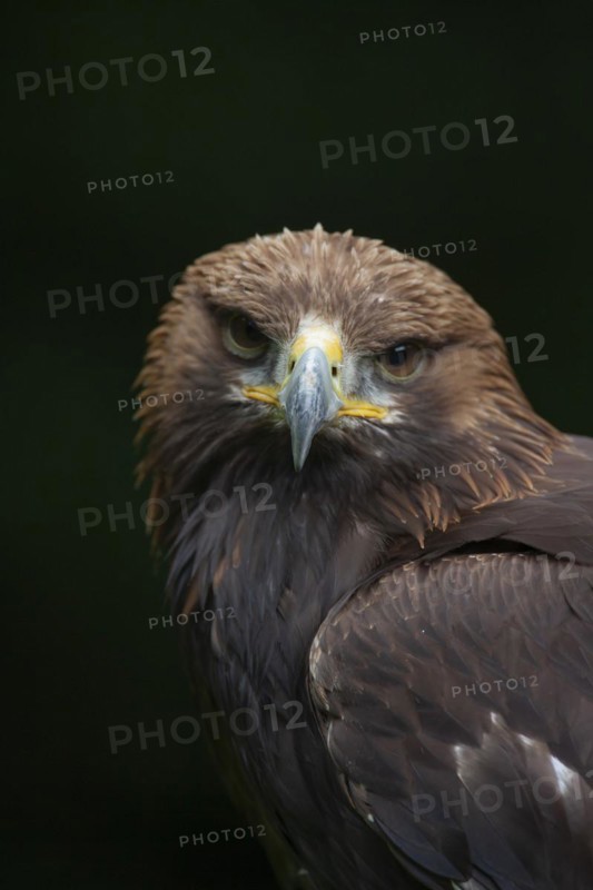 Golden eagle (Aquila chrysaetos) adult bird head portrait, England, United Kingdom