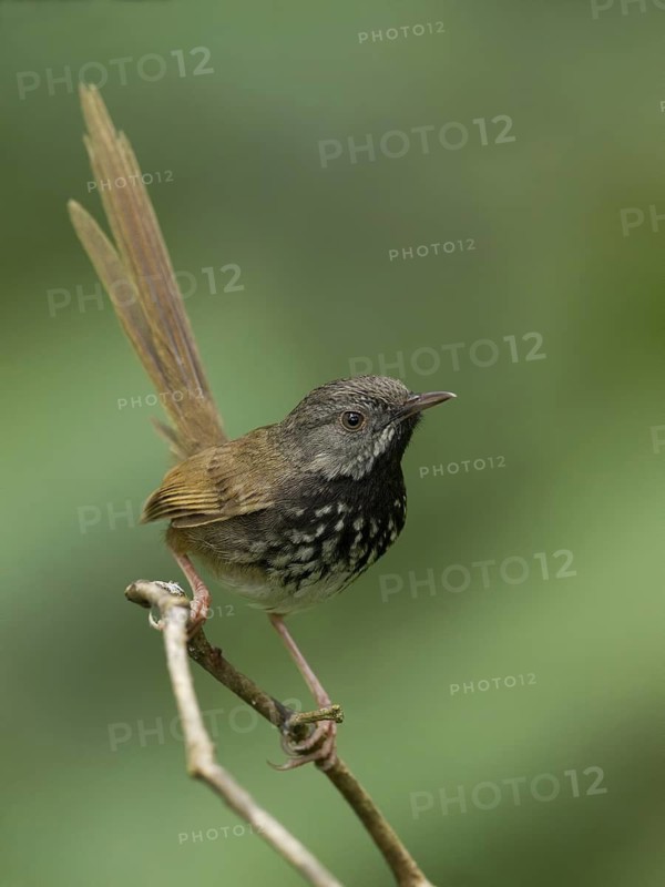 Black-throated Prinia (Prinia atrogularis), Darjeeling, India