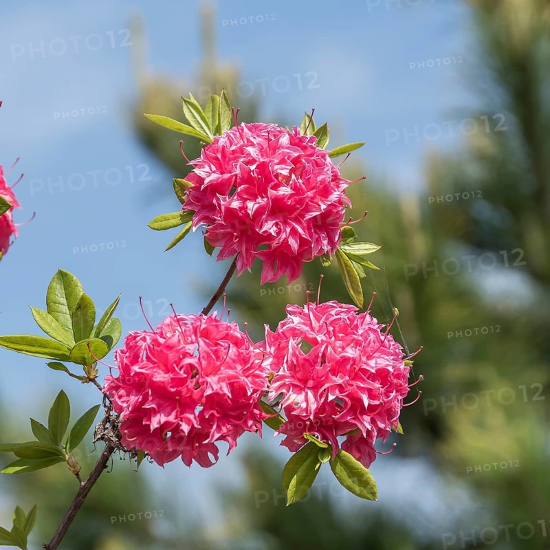 Knaphill azalea (Rhododendron 'Homebush'), Pudelek Nursery, Poland