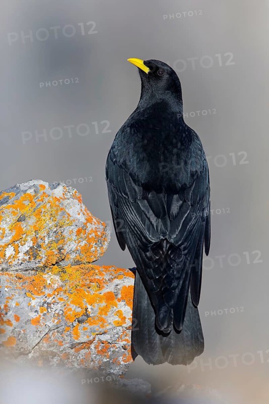 Alpendohle, Alpine Chough, Yellow-billed Chough, Pyrrhocorax graculus, Chocard à bec jaune, Chova Piquigualda